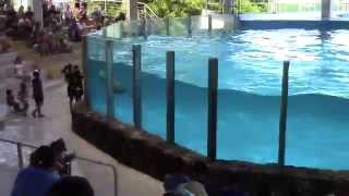 Dolphin Show at Yokohama Hakkeijima Sea Paradise Japan FULL VIDEO 4K [upl. by Eugatnom]