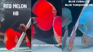 Red Melon HB Red Valentine HB Blue Cobalt HB amp Blue Turquoise HB [upl. by Marne771]