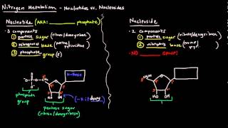 Nucleotides vs Nucleosides [upl. by Heindrick]