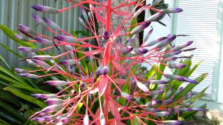 Bromeliad  Portea petropolitana  Top 10 Bromeliads HD 07 [upl. by Anzovin77]