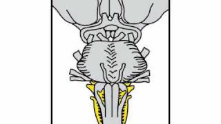 Neurologic Exam Cranial Nerves Anatomy  Medullary Level [upl. by Nwahsid321]