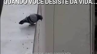 MEME POMBO SUICIDA 2018 NOVO [upl. by Frasco]