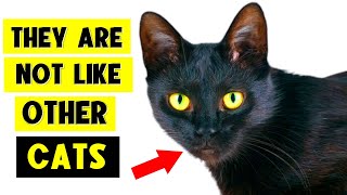 9 SURPRISING FACTS ABOUT BLACK CATS 🐈‍⬛🔥 I Bet You Don’t Know Them All [upl. by Pandora]