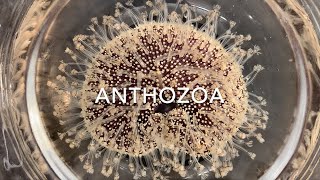 Cnidaria Anthozoa [upl. by Valerle]