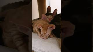 Cornish Rex Kittens so cute [upl. by Assenar]