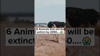 This Animal Will Be Extinct In 2027 [upl. by Angela680]