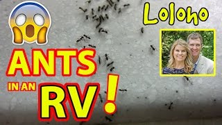 ANT INFESTATION IN THE RV [upl. by Lucius27]