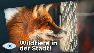 Wildtiere erobern die Städte [upl. by Ahsena771]