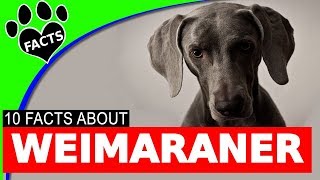 10 Fun Facts About Weimaraner Dogs You Should Know  Dogs 101 [upl. by Cairistiona]