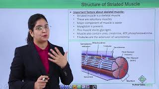 Class10th – Striated Muscle  Locomotion and Movement  Tutorials Point [upl. by Eicarg219]