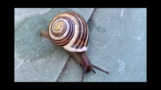 ⭐️Comment fabriquer une escargotière escargot [upl. by Denna588]