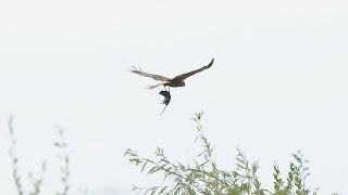 Bruine Kiekendief  Marsh Harrier [upl. by Quince]