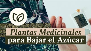 🌿 Plantas MEDICINALES Remedios Caseros para BAJAR EL AZÚCAR en la Sangre [upl. by Htebzile140]