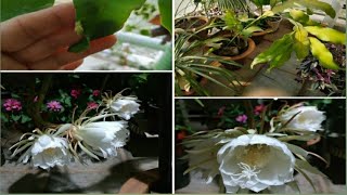 How to grow and care for your divine brahmakamal plant Night blooming Epiphyllum Cactus [upl. by Nosecyrb]