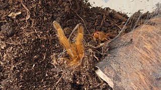 Feeding hungry Pterinochilus murinus tarantula after molting [upl. by Eirrehs220]