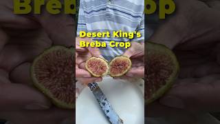 Desert King’s Breba Crop shorts shortsviral gardening figs figstree [upl. by Melly354]