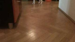 my cornish rex acts like a dog [upl. by Nanci]