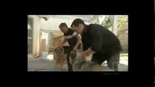 How to handle a Dog fight  Cesar Millan [upl. by Odidnac353]