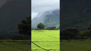 Tea plantations Mulanje Malawi [upl. by Akelahs]