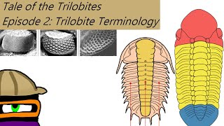 The Tale of the Trilobites Ep 2 Trilobite Terminology [upl. by Sharia]