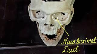 Skull Anatomy Lec 3 Norma Frontalis by Dr Faiza Mehboob [upl. by Ansaev]