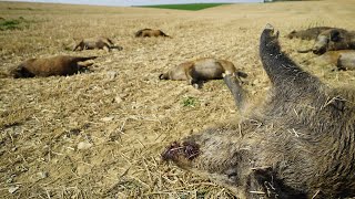 Massacre de sangliers à Senonges Vosges la Fédération des Chasseurs des Vosges porte plainte [upl. by Noyart17]