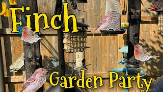 🔴LIVE Garden Feeders amp Bird Baths Finches Chickadees [upl. by Ivy]