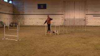 Brittany Spaniel with intact tale doing agility [upl. by Eellac217]