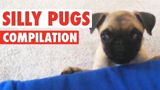 Silly Pugs  Funny Puppy Compilation [upl. by Masry]