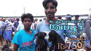 Veppur santhai  வேப்பூர் ஆட்டுச்சந்தை [upl. by Treblah]