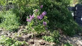 Lilac syringa vulgaris [upl. by Teerell]