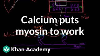 Calcium puts myosin to work  Circulatory system physiology  NCLEXRN  Khan Academy [upl. by Sterner]