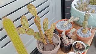 Flowering succulent Gasteria [upl. by Devina]