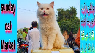 persian Cat price in tollington market 10924sunday cats markettollington marketforyouviral [upl. by Kenny]