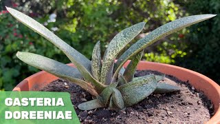 GASTERIA DOREENIAE  Cuidados [upl. by Gershon]