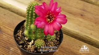 Quick Peek Echinopsis Rose Quartz [upl. by Okiam455]