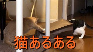 こんな『猫あるある』見れるか！と怒らないでください；おもしろ猫動画”こむぎ＆だいず” [upl. by Desiree]