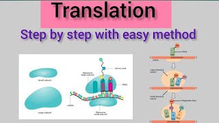 Translation of Protein Synthesis12BiologyMolecular Basis of Inheritance [upl. by Essila]