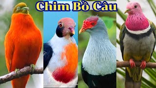 Những loài chim Bồ Câu sở hữu bộ lông rực rỡ amp ngoài hình kỳ lạ trên Thế Giới  Đạt Bird TV [upl. by Ianaj]