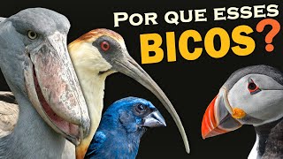 Tipos de BICOS DAS AVES Para que servem e alimentação  Qual o pássaro com bico mais estranho [upl. by Auqenaj153]