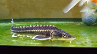 Baby Sterlet Sturgeon feeding [upl. by Artinahs]