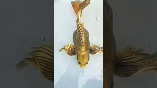 What a amazing fish❤️❤️❤️❤️ shortvideo shorts subscribe [upl. by Assir182]