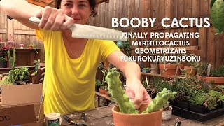 Booby cactus propagation  finally Myrtillocactus geometrizans Fukurokuryuzinboku [upl. by Caprice]