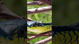 Boomslangs The Terrifying Tree Snake You Never Saw Coming [upl. by Auric684]