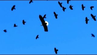 Bald Eagle Attacked By Flock Murder of Crows [upl. by Glover699]