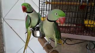 BEST  TALKING PARROT  PARADISE BIRDS INFORMATION OFFICIAL  Youtube [upl. by Lonna]