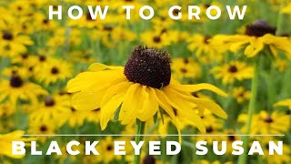 Black Eyed Susan Rudbeckia Hirta  Comprehensive Grow and Care Guide [upl. by Enelyar]