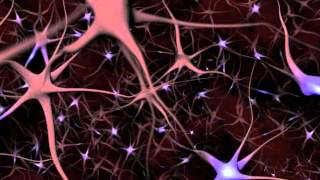 Neurons and What They Do  An Animated Guide [upl. by Assilym]