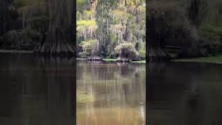 Caddo Lake in September caddolake fishing nature lakelife [upl. by Mihalco115]