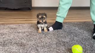 Morkie puppy Lucy [upl. by Handel]